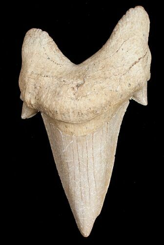 Large Otodus Shark Tooth Fossil #11537